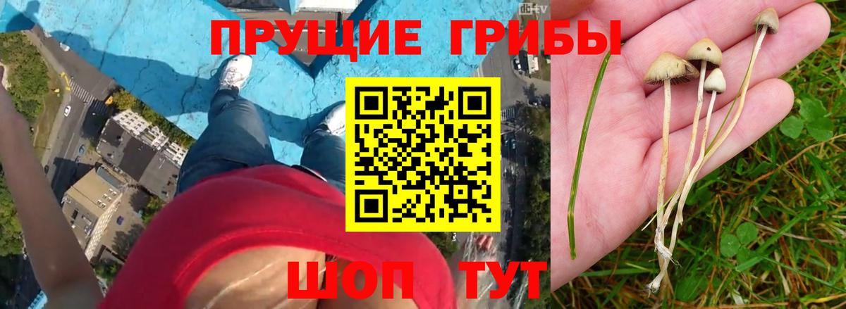 Псилоцибиновые грибы мицелий  Вход с VPN  Уссурийск 
